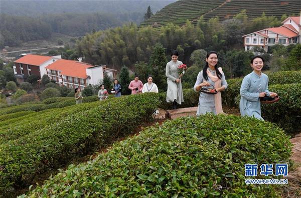 福建武夷山：擺茶席 迎新年