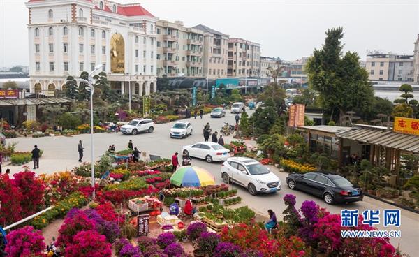 福建漳州：“鮮花經(jīng)濟(jì)”紅紅火火