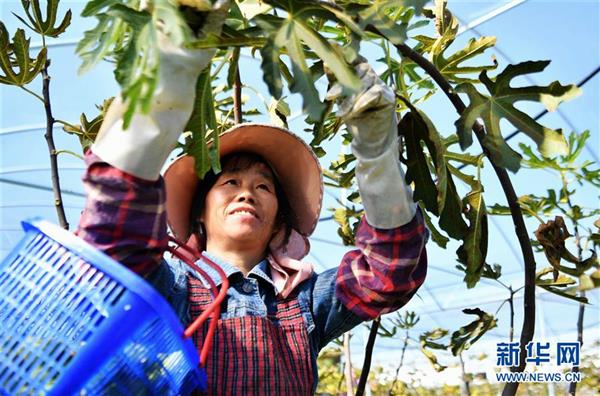 福建周寧：特色種植助脫貧