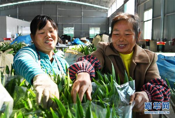 福建周寧：特色種植助脫貧