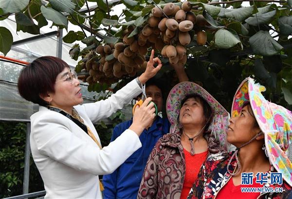 福建周寧：特色種植助脫貧