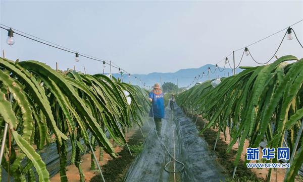 福建漳浦：農(nóng)場(chǎng)女工復(fù)產(chǎn)忙