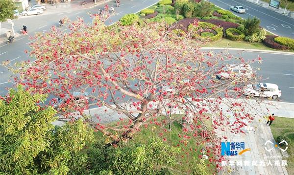 泉州：滿城飛花春意盎然