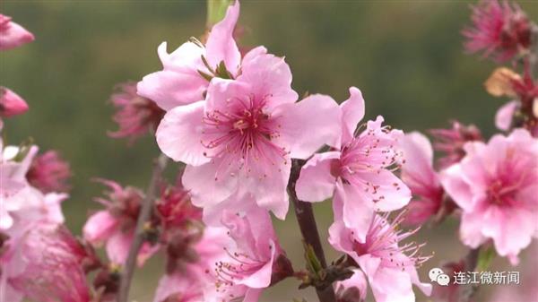 連江長龍的桃花開了,！去沾點“桃花運”吧~