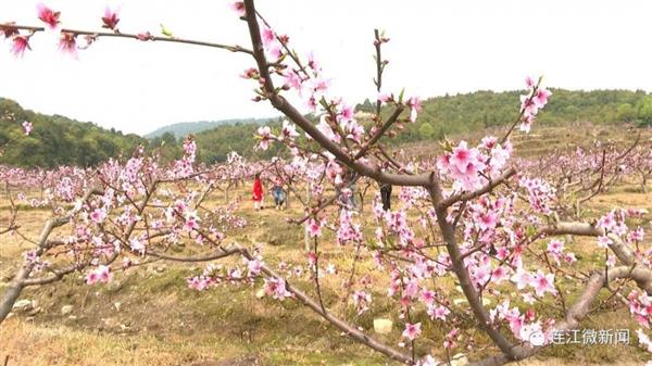 連江長龍的桃花開了！去沾點“桃花運”吧~