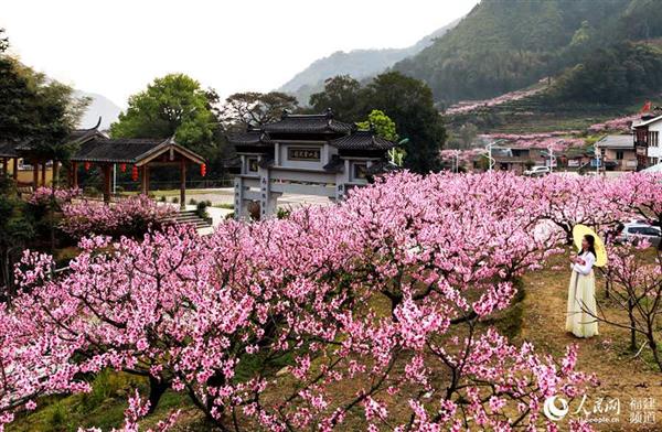 寧德福安漫山桃花醉游人