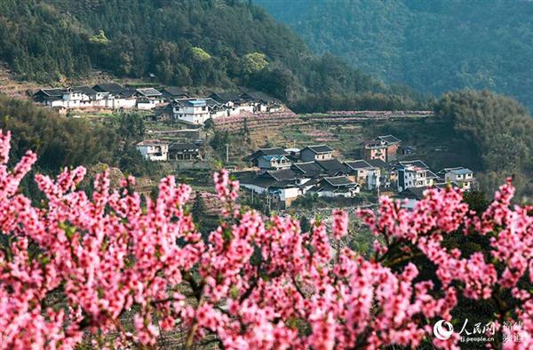 寧德福安漫山桃花醉游人