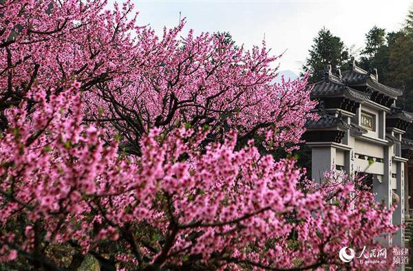 寧德福安漫山桃花醉游人