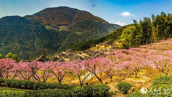 寧德福安漫山桃花醉游人