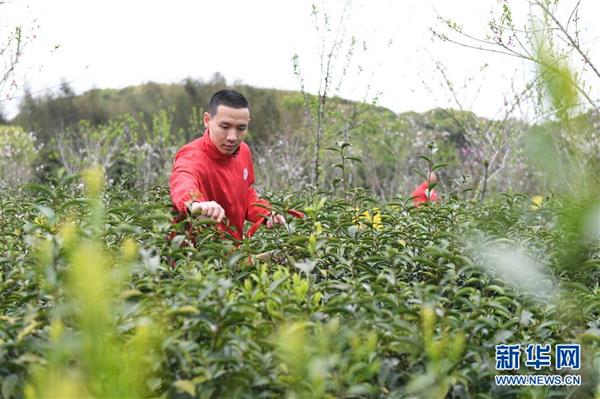 福鼎舉辦第九屆白茶開茶節(jié)