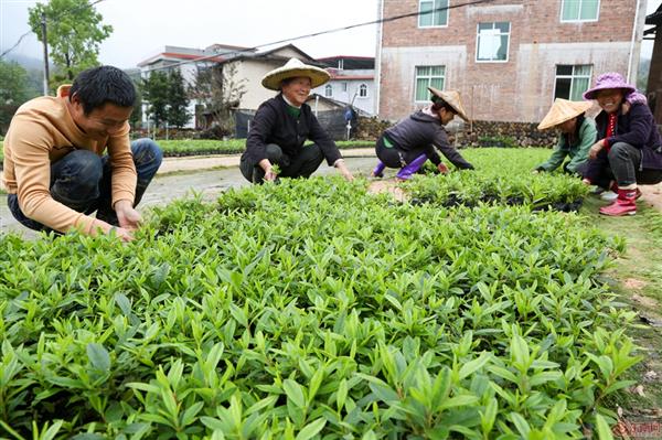 漳州南靖和溪：發(fā)展優(yōu)勢(shì)綠色產(chǎn)業(yè) 打通脫貧幸福路