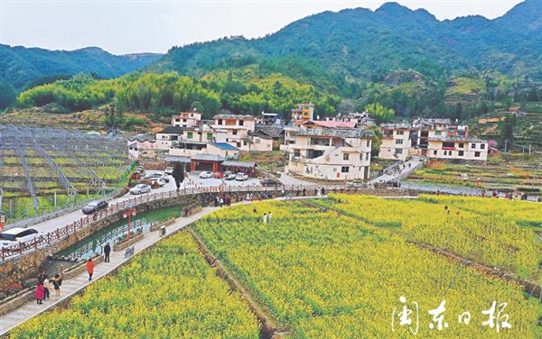 壽寧南陽：油菜花開正艷 美麗鄉(xiāng)村如詩如畫