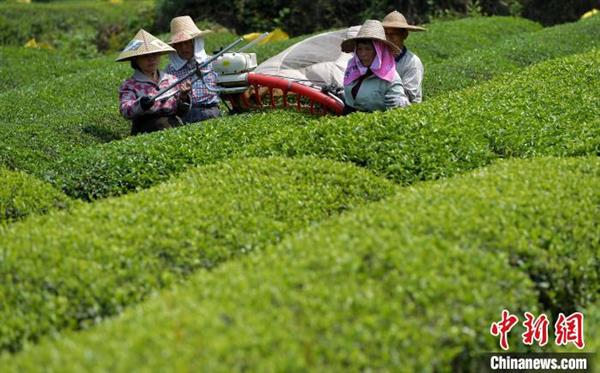 福建三明：臺企復工忙制茶