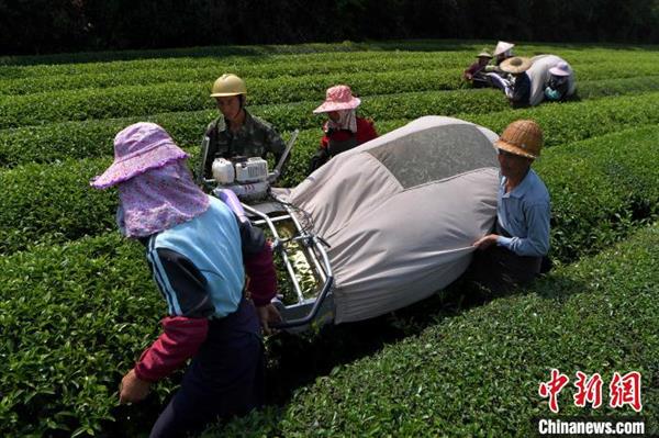 福建三明：臺企復工忙制茶