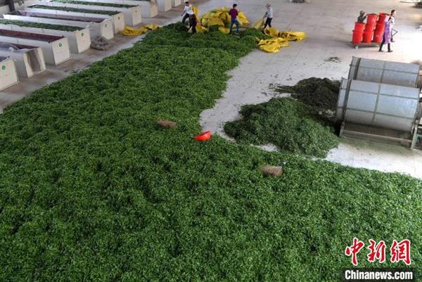 福建三明：臺企復工忙制茶