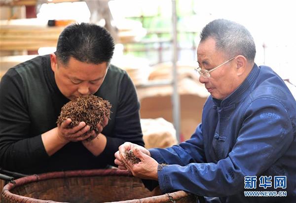 武夷山：金駿眉進入采摘制茶季