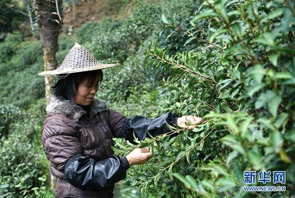 武夷山：金駿眉進入采摘制茶季