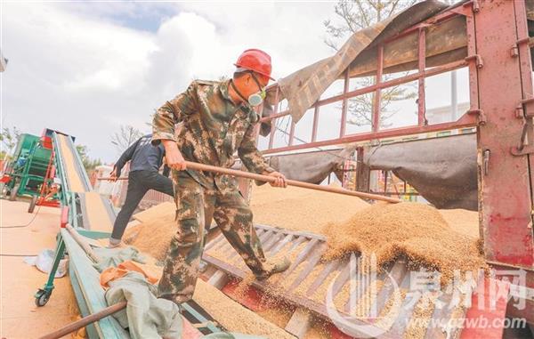 省內(nèi)最大縣級糧食儲備庫在泉州投用