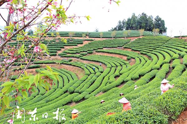 霞浦葛洪山茶園風(fēng)景如畫