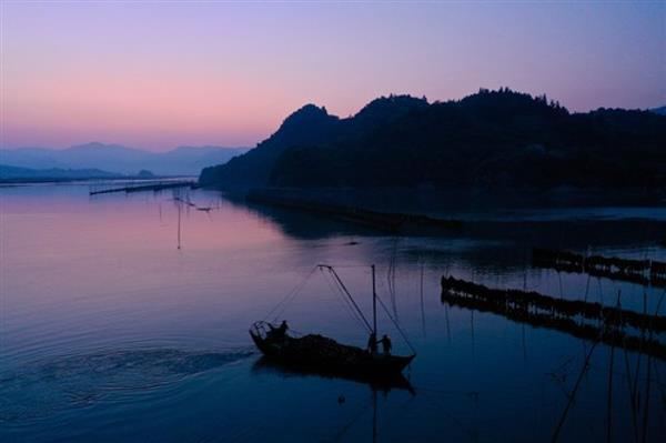 福建霞浦：海帶迎來收獲季