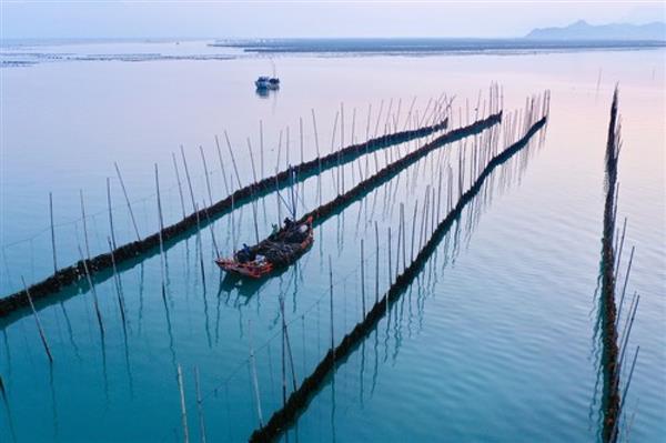 福建霞浦：海帶迎來收獲季