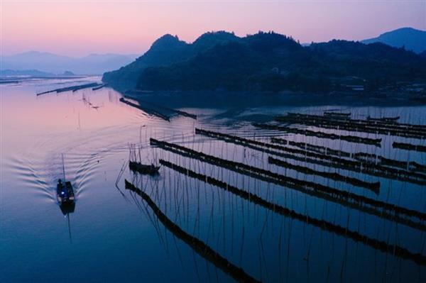 福建霞浦：海帶迎來收獲季