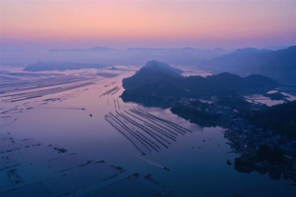 福建霞浦：海帶迎來收獲季