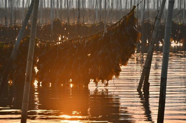 福建霞浦：海帶迎來收獲季