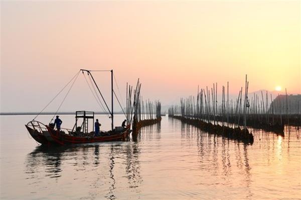 福建霞浦：海帶迎來收獲季