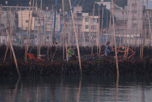 福建霞浦：海帶迎來收獲季