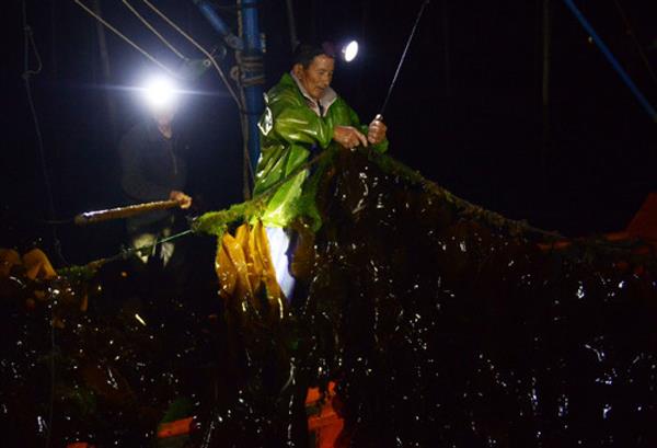 福建霞浦：海帶迎來收獲季