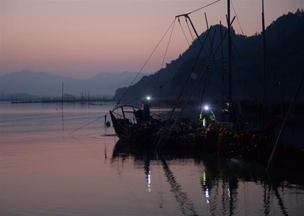 福建霞浦：海帶迎來收獲季