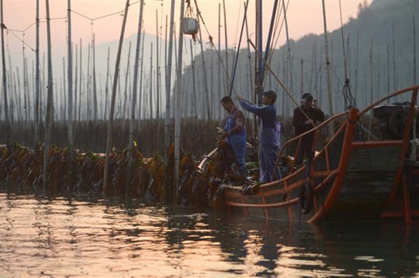 福建霞浦：海帶迎來收獲季