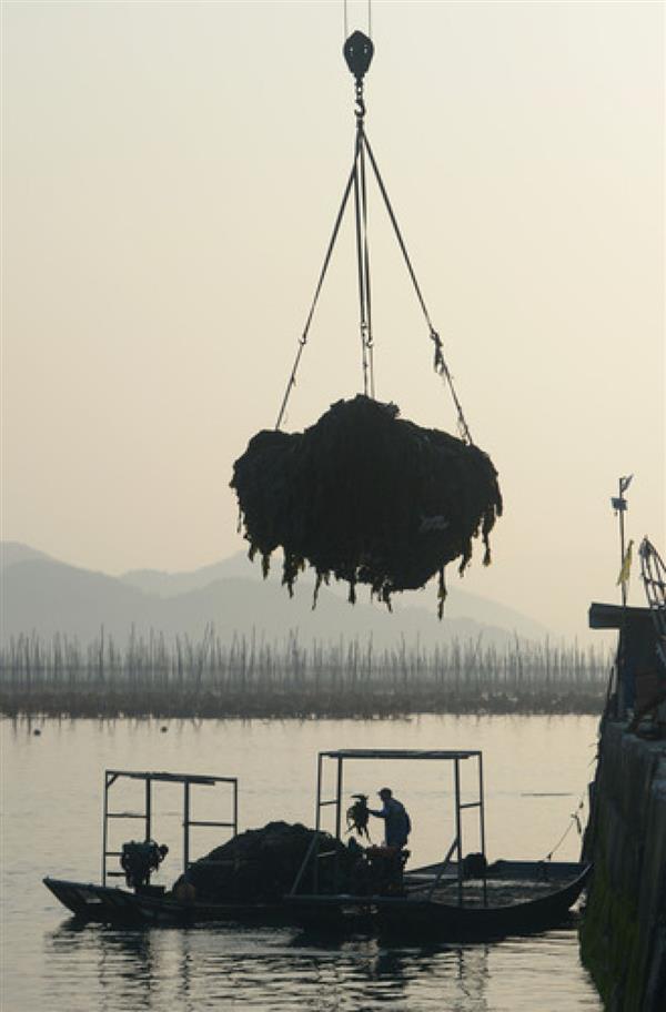 福建霞浦：海帶迎來收獲季