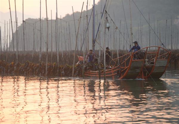 福建霞浦：海帶迎來收獲季