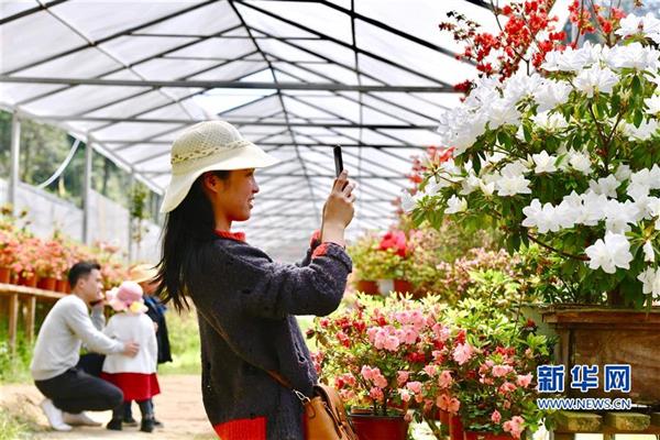 周寧：花卉產(chǎn)業(yè)助力脫貧