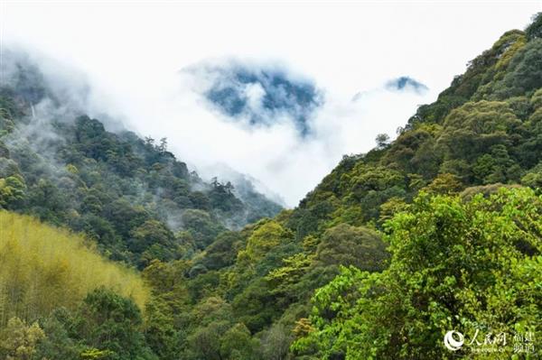 神奇！武夷山發(fā)現(xiàn)“自然代碼”