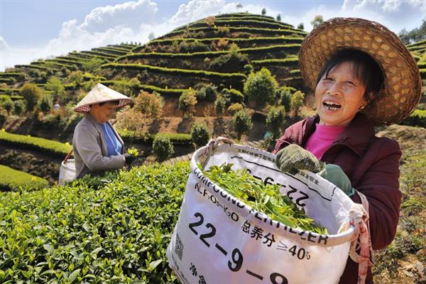 福建周寧：首批智慧有機茶園投入使用