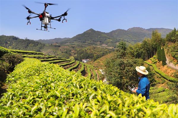 福建周寧：首批智慧有機茶園投入使用