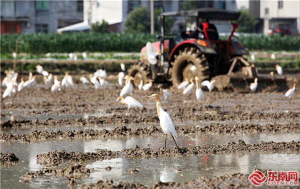 霞浦：田間地頭鷺鳥紛飛