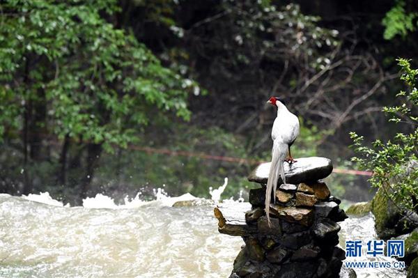 小山村里的觀鳥分紅