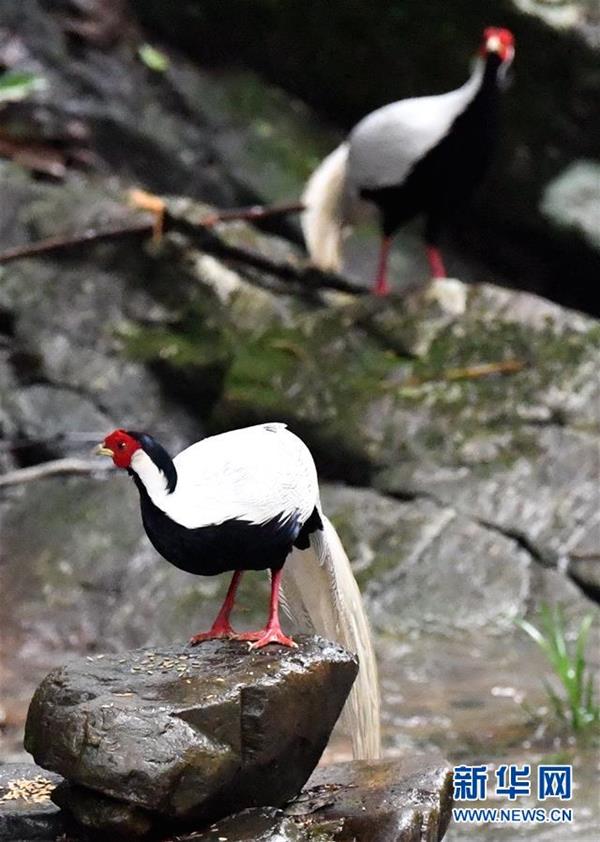 小山村里的觀鳥分紅