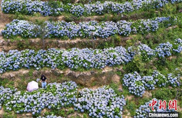 永春：云山花園200畝繡球花開引客來