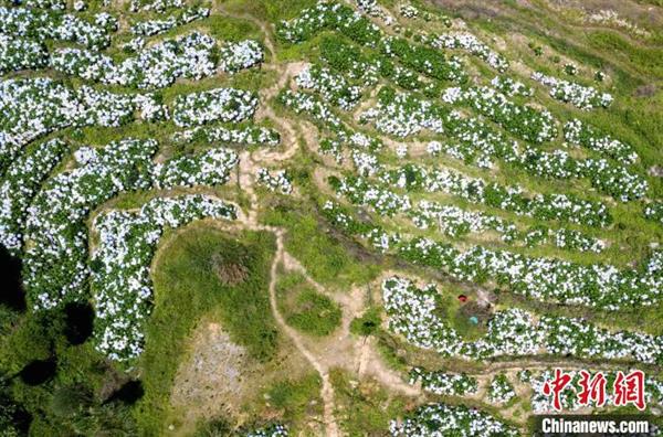 永春：云山花園200畝繡球花開引客來