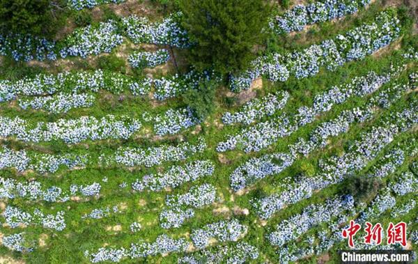 永春：云山花園200畝繡球花開引客來