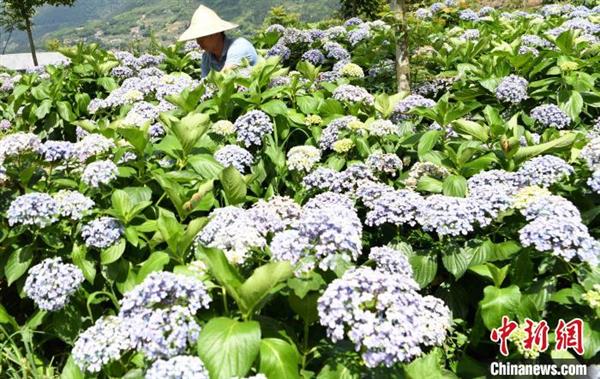 永春：云山花園200畝繡球花開引客來