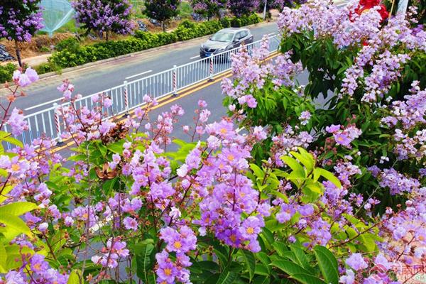 漳州南靖：大葉紫薇綻放 街景美不勝收