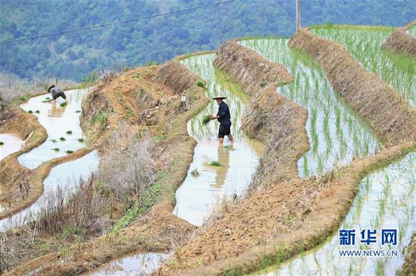 福建政和：保護(hù)農(nóng)業(yè)生態(tài)資源 展現(xiàn)梯田獨(dú)特景觀