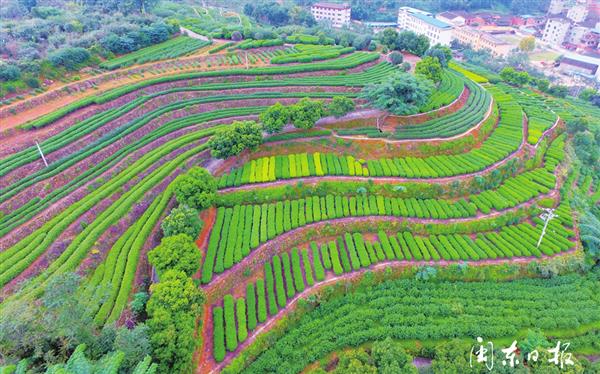 寧德福安：茶旅融合　“融”出發(fā)展新路子