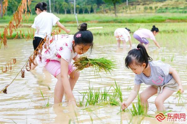 福建省農(nóng)科院水稻科技開放日活動舉行